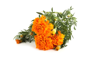 Marigolds
