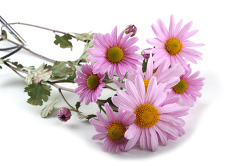 Chrysanthemum flowers