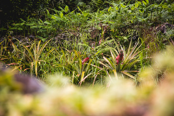 Plantación de piñas, ananas, en medio de la naturaleza, con colores rojos en su fase primera de crecimiento