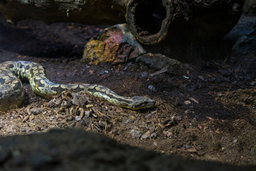 Fototapeta na wymiar snake