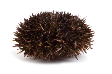 Gray sea urchin