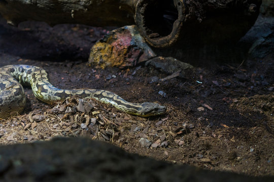 snake