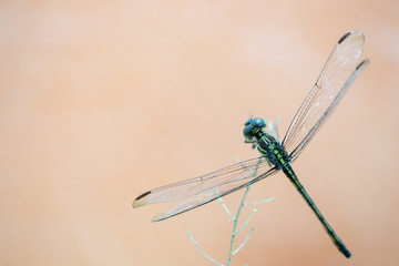 Macro view of sole dragonfly resting on branch with bokeh orange background