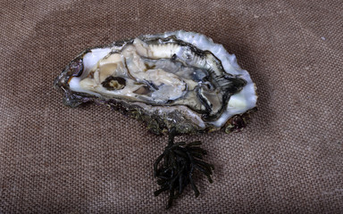 Oysters on bagging