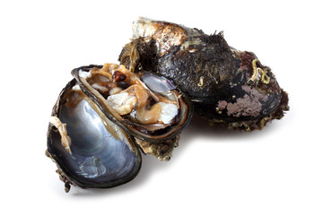 Opened mussels