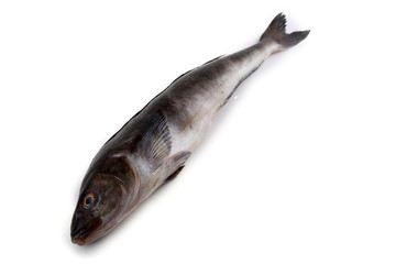 Sea bass