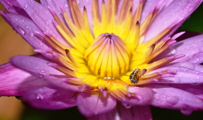 worm climping on purple lotus pollen blooming in water