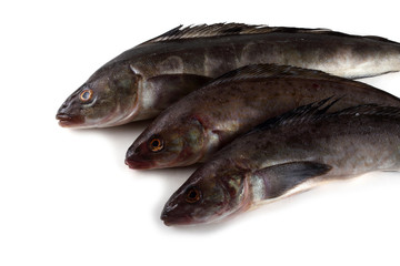 Sea bass