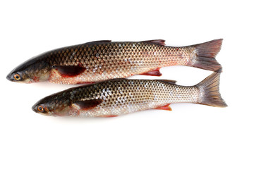 Pelengas (So-iny mullet)