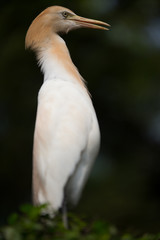 Beautiful close up of stork with red face commonly found near wetlands 