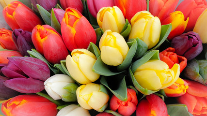  Flower tulips floral tulip bunch