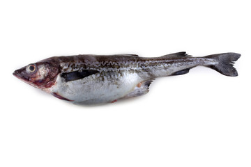 Alaska pollock