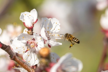 Honeybee in the spring is flying to a mirabelle blossom