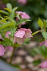 クリスマスローズ