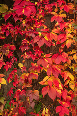 Fototapeta na wymiar Wild grape red leaves