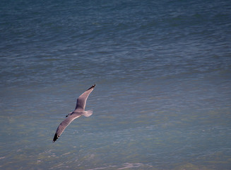 Gaviota volando encima del mar