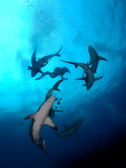 Obraz na płótnie Canvas Danderous shark swim throw the crystal clear water