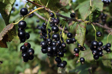 Growing black currant