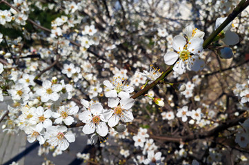 Obraz premium A sakura tree filled with cherry plum blossom, which is just beginning to open in spring
