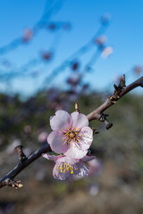 Almond flowers (prunus dulcis), with sunlight and blue sky background