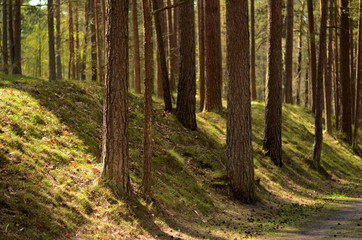 road in the forest