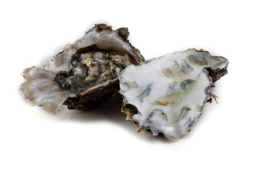 Opened oyster