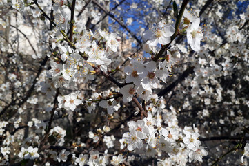 A sakura tree filled with cherry plum blossom, which is just beginning to open in spring