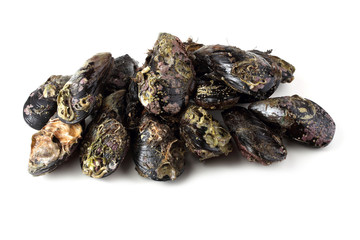 Mussels