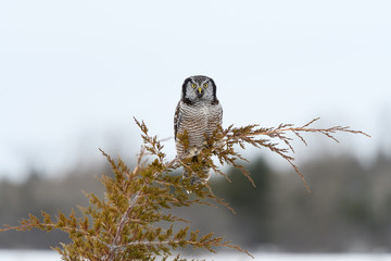 Northern Hawk Owl  Portrait in Winter