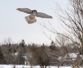 Northern Hawk Owl in Flight over Snow Field