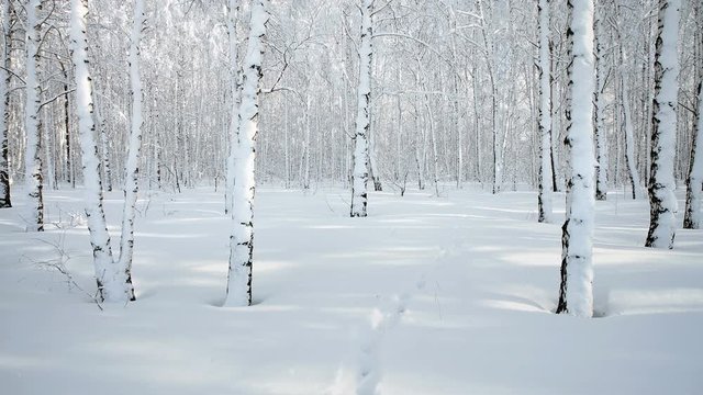 View of a winter snowy birch forest. Movement of the camera forward. Wolf tracks