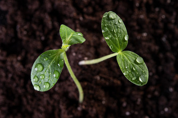 Two young sprouts grow from the soil with drops on the leaves. Top view.