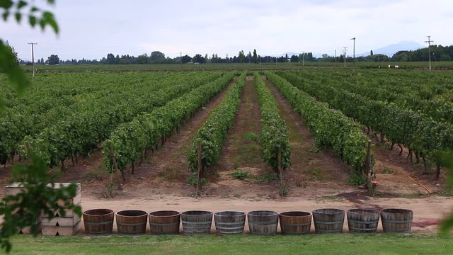 Vinhedo de uvas vermelhas no Chile