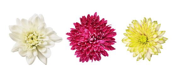 Set of different chrysanthemum flowers isolated on white - obrazy, fototapety, plakaty