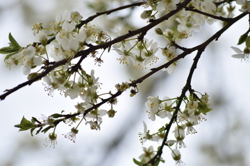 Kirschblüten im Frühling