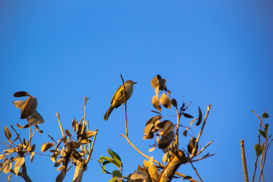 Streak-eared Bubul bird on dry tree branch