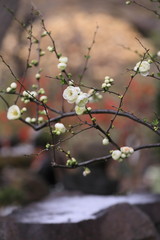 寺の境内に咲いた遅咲きの白い梅