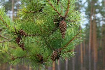 Pine branch with a lump on a forest background.