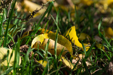 fallen yellow maple leaves lying on the ground
