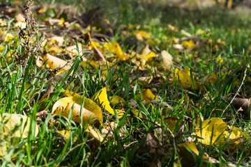 fallen yellow maple leaves lying on the ground