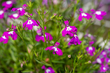 Fototapeta na wymiar Lobelia bright pink flowers are grown at the nursery