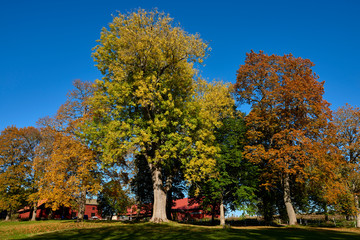 Naklejka premium autumn in the park