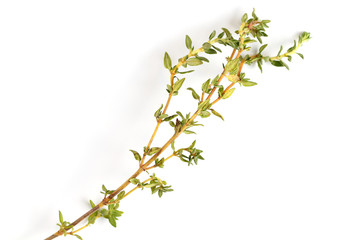 Sprig of fresh thyme on a white background, close-up, flat lay, top view.