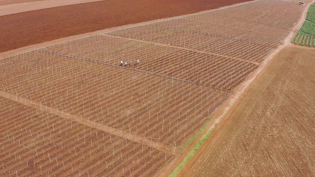 planta&ccedil;&atilde;o de beringela, cultivo familiar