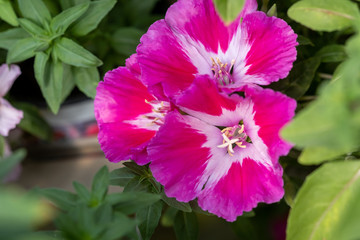 Clarkia amoena (farewell to spring or godetia)  is grown at the nursery
