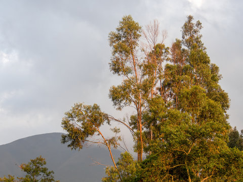 The canopy of some eucalyptus trees with the light of the sunset, captured atn the central Andean mountains of Colombia.