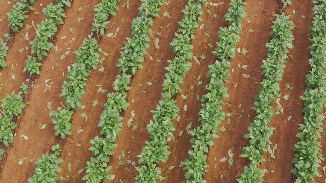 planta&ccedil;&atilde;o de beringela, cultivo familiar