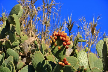 Opuntia ficus indica with prickly pear fruits against blue sky