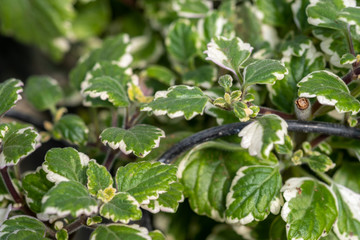 Plectranthus Spurflower is grown at the nursery