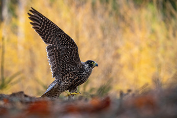 The Peregrine falcon, Falco peregrinus The bird is standing in bright colored autumn forest Europe Czech Republic Pretty colorful contrasting backround with nice bokeh yellow larch and brown leaves..
